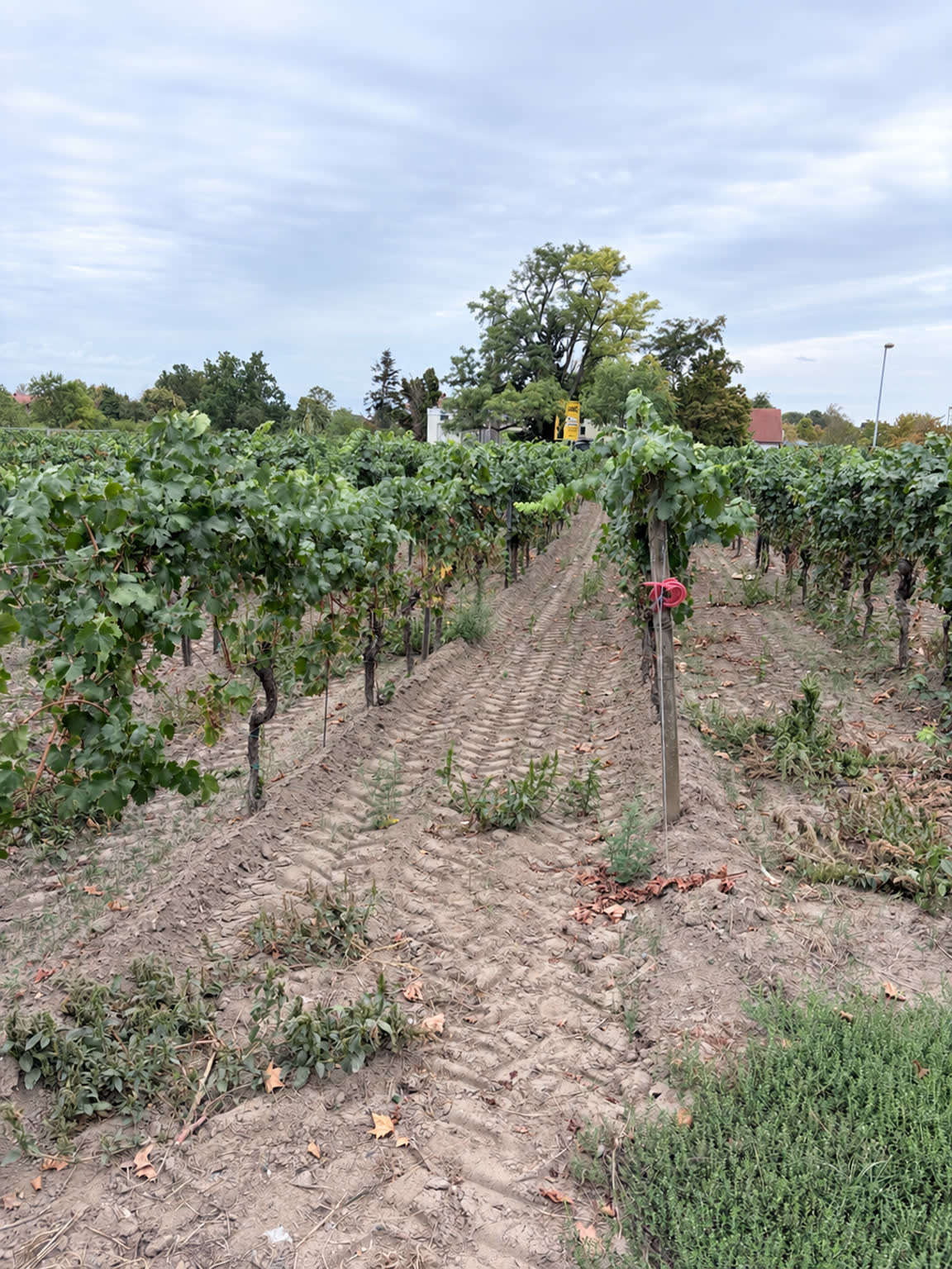 Deidesheim · L.A. Jordan · Ketschauer Hof
